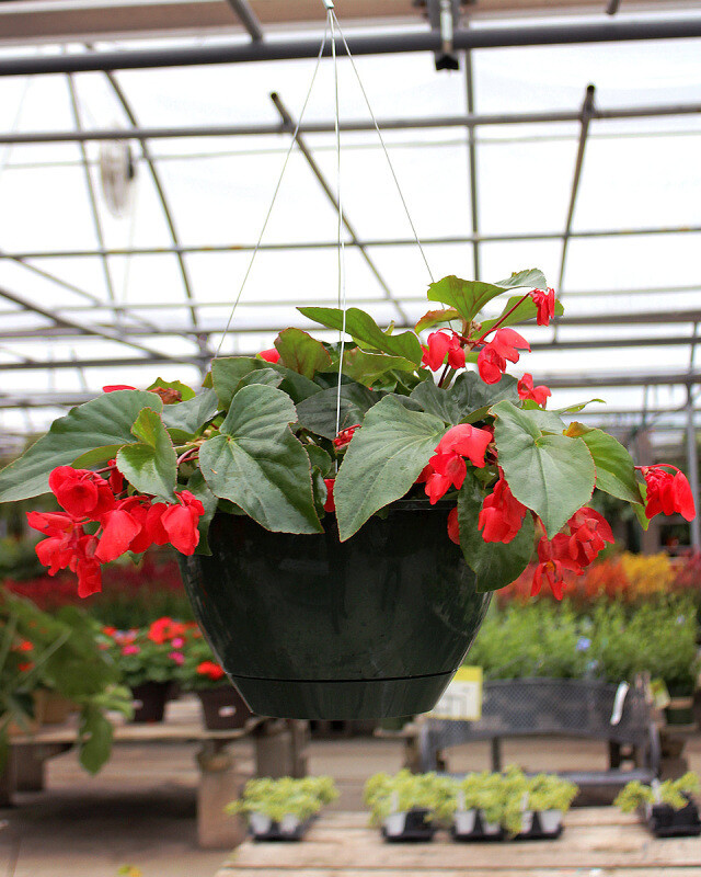 Begonia Dragon Wing Red 10" Premium Basket