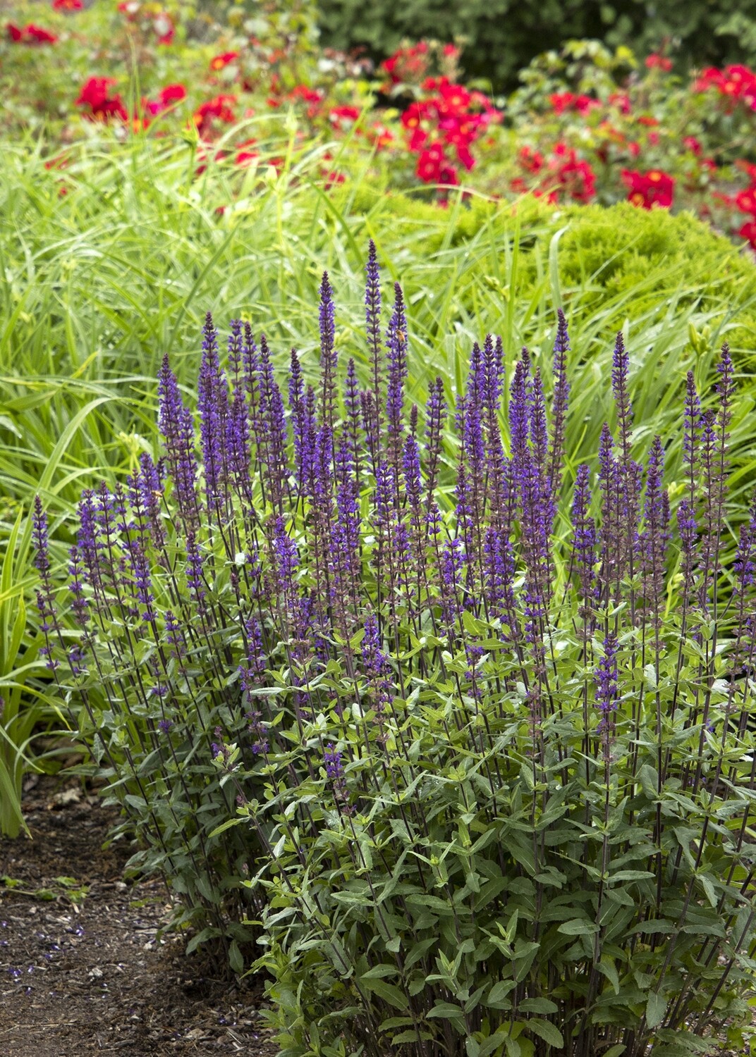 Salvia, Caradonna Meadow Sage, 1Gal. Pot