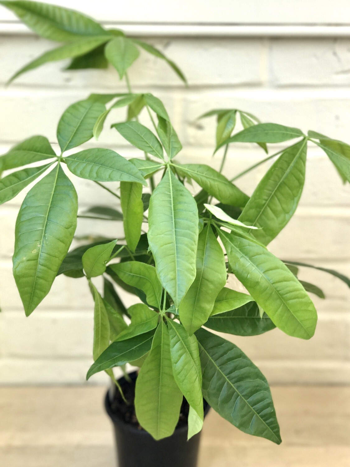 Money Tree, Live Plant