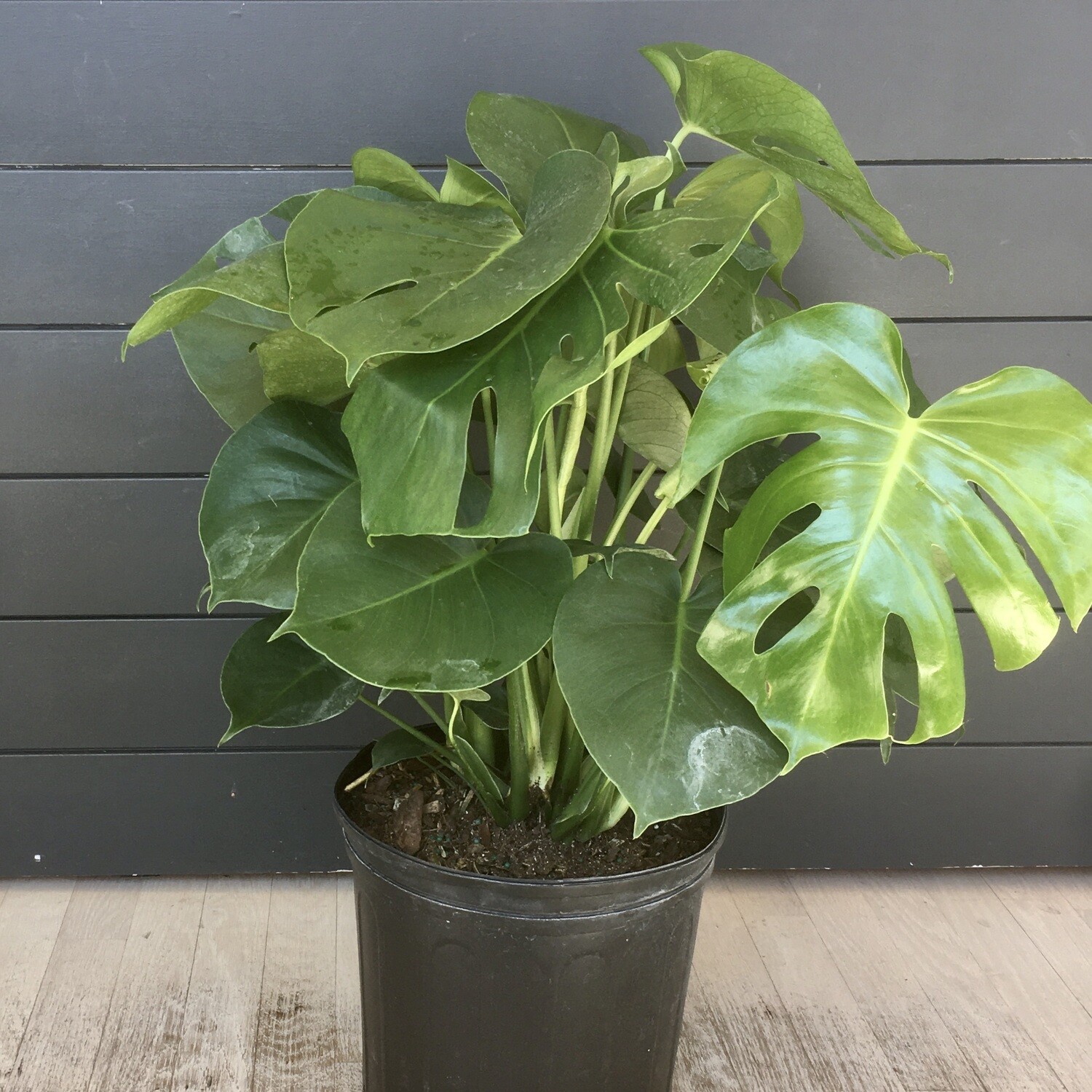 Monstera Deliciosa, Live Plant