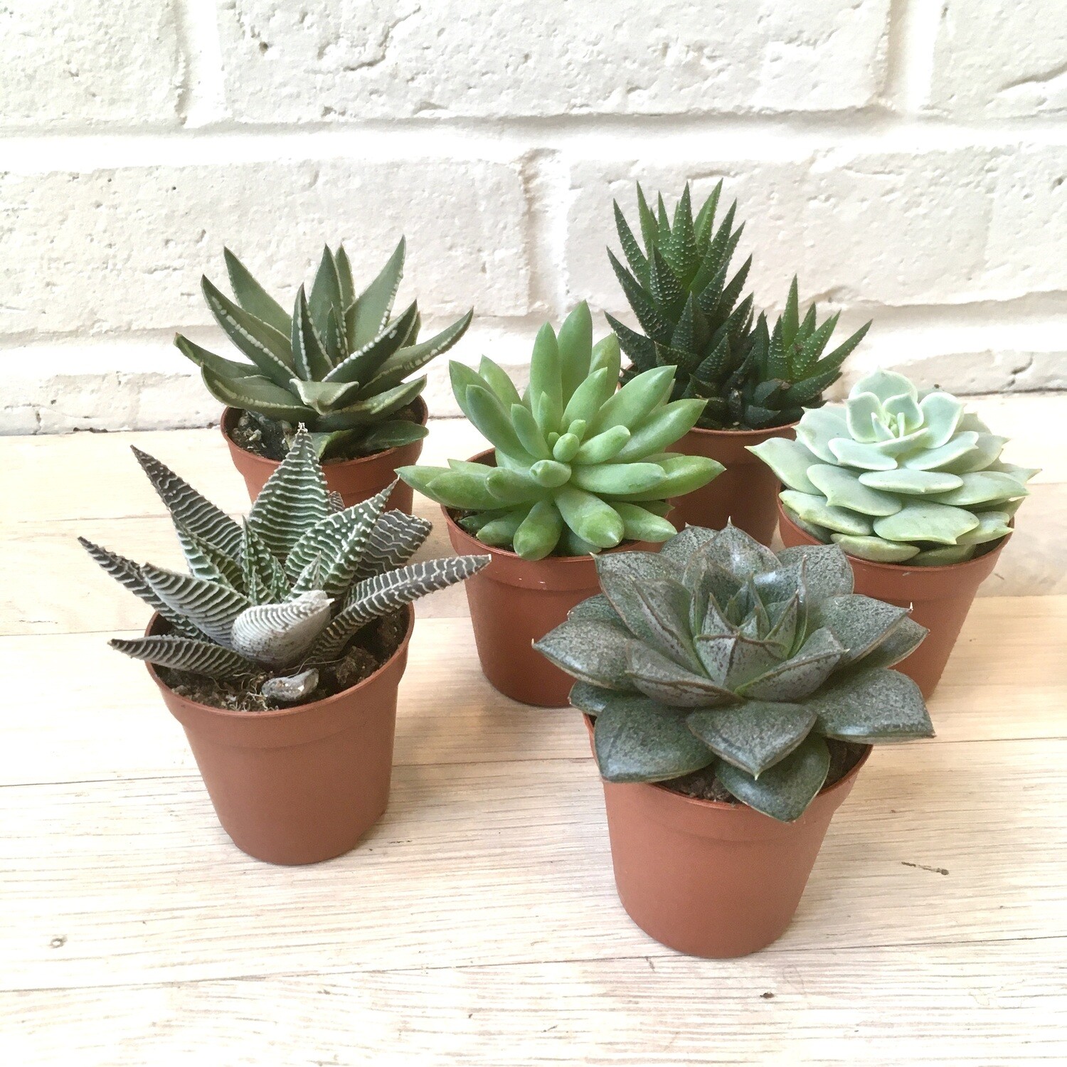 2" Assorted Succulent, Live Plant
