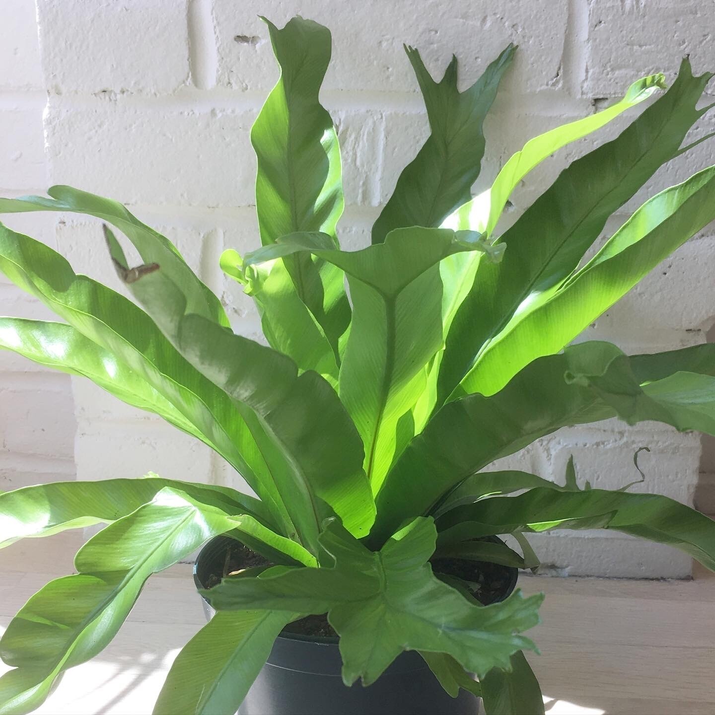 Bird's Nest Fern "Leslie", Live Plant