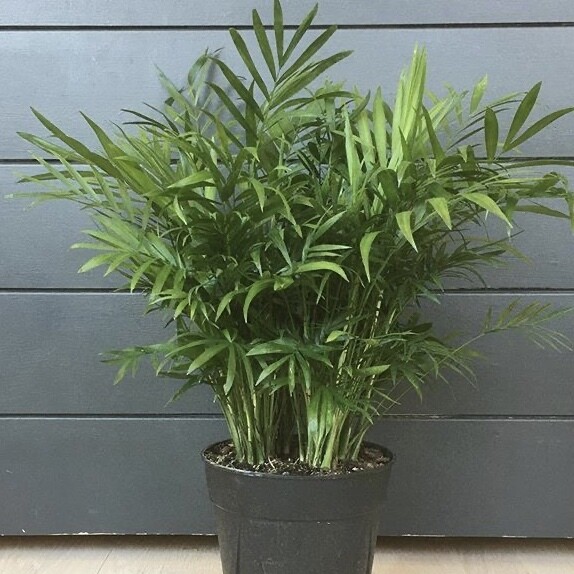Palm “Parlor Palm”, Live Plant
