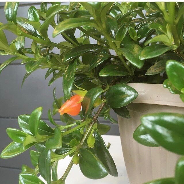 Goldfish Plant, Live Plant
