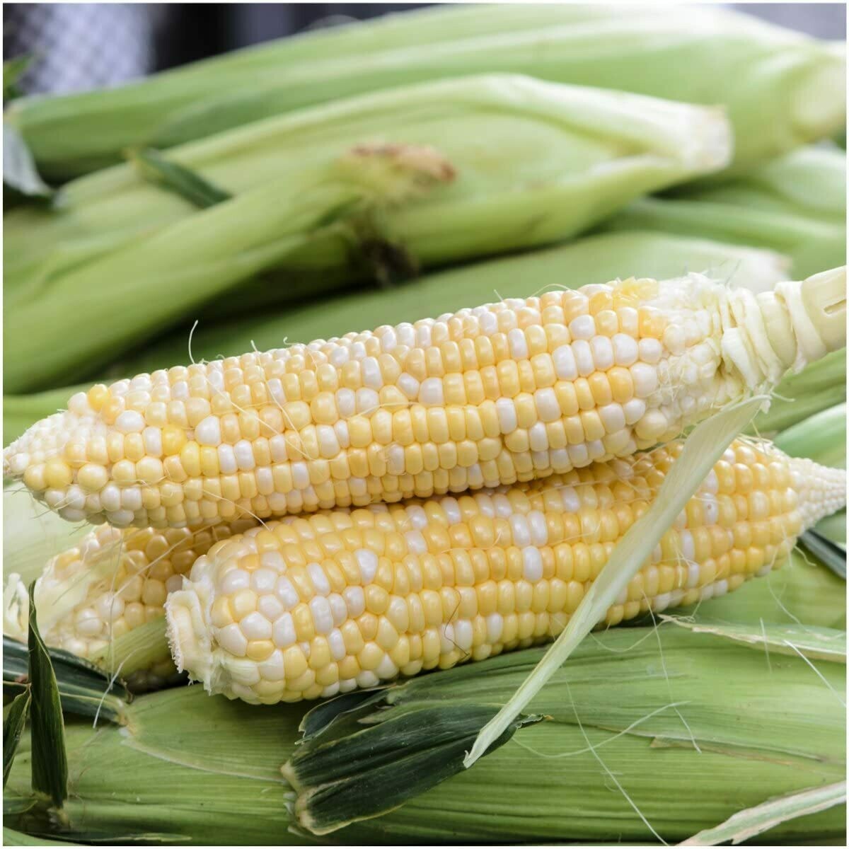 Corn Sweet Butter and Sugar Hybrid Seed