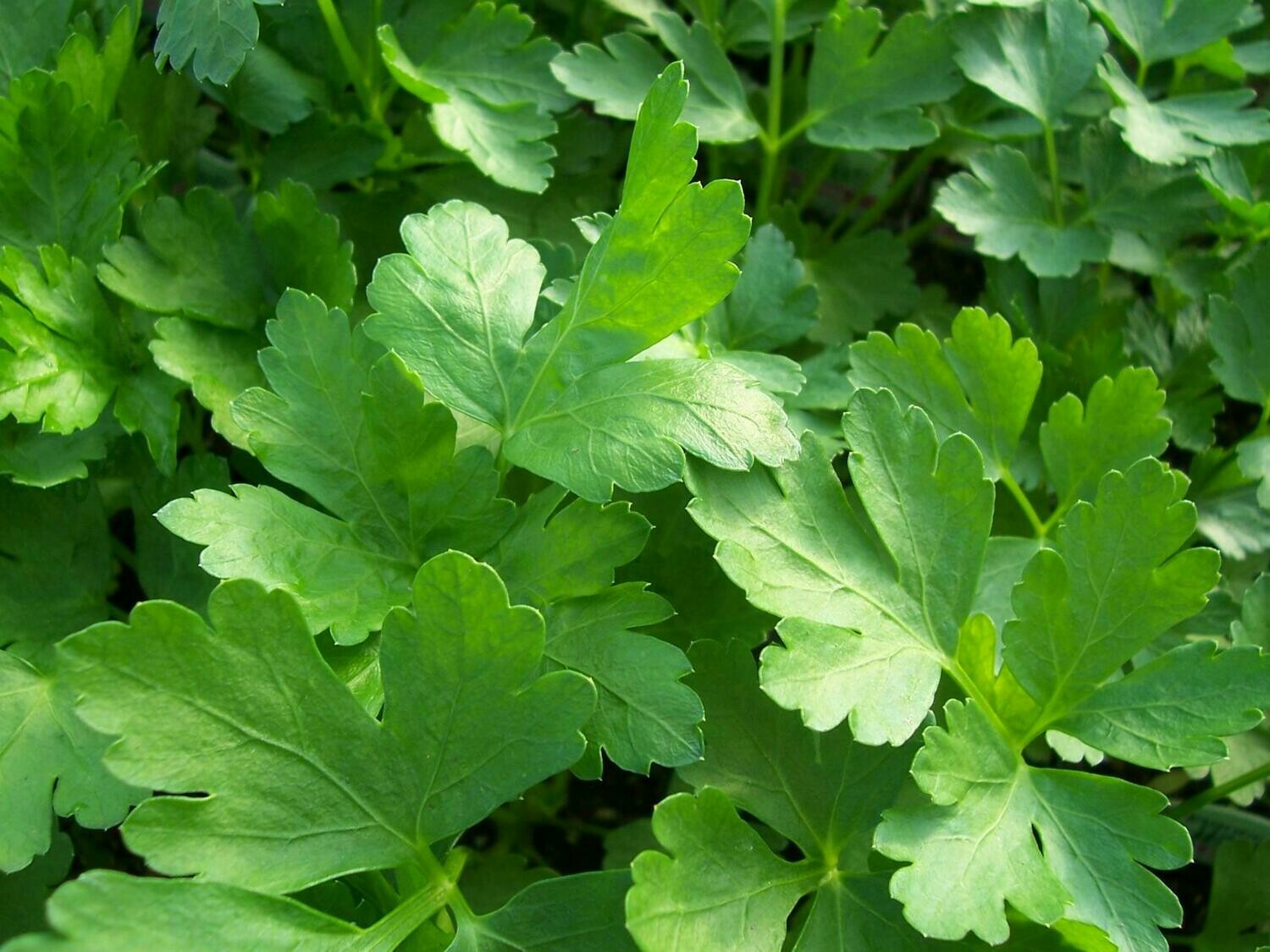 Parsley Italian Large Leaf Seed
