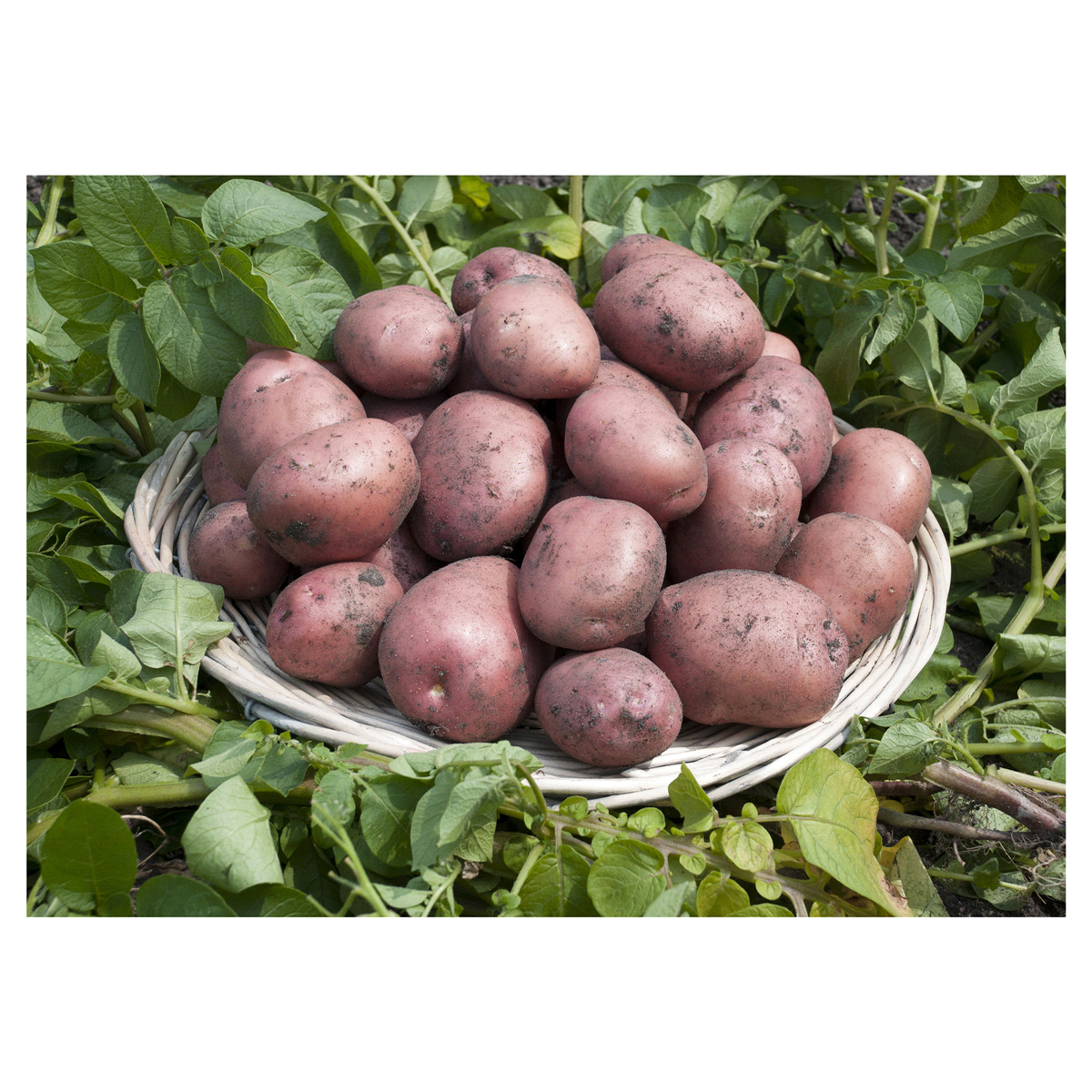 Potato Red Norland 6 pcs. Seed