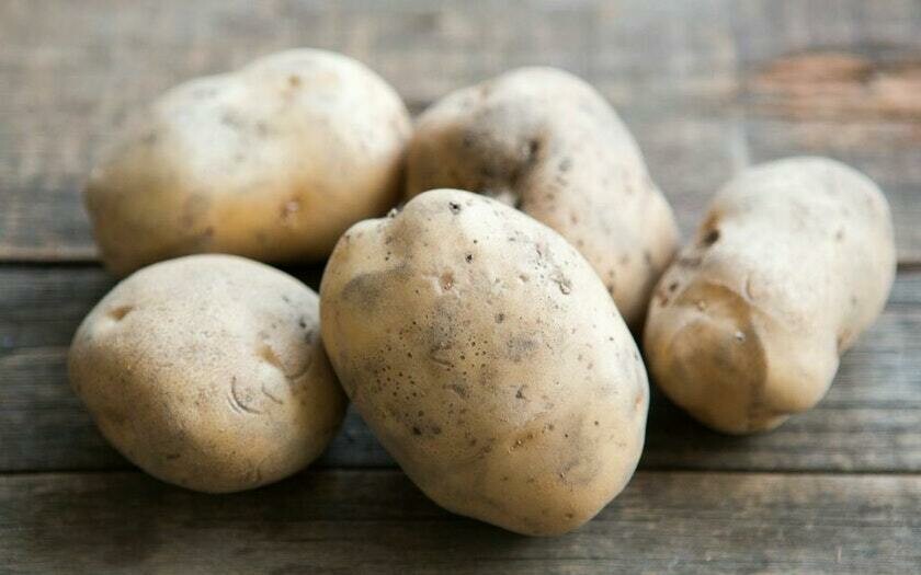 Potato Kennebec 6 pcs. Seed