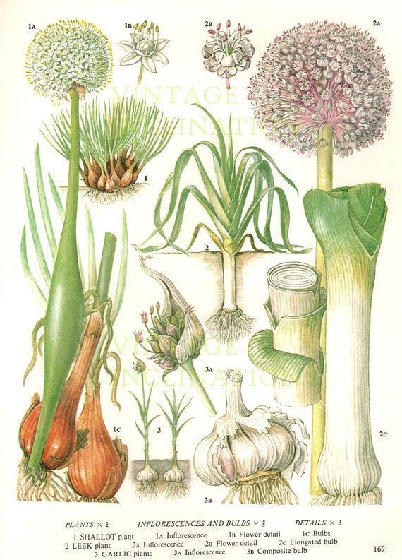 Flower Bulbs & Seeds