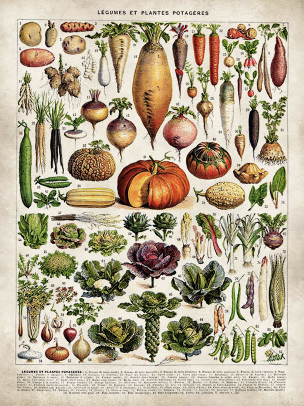 VegetableHerb Bulbs & Seed