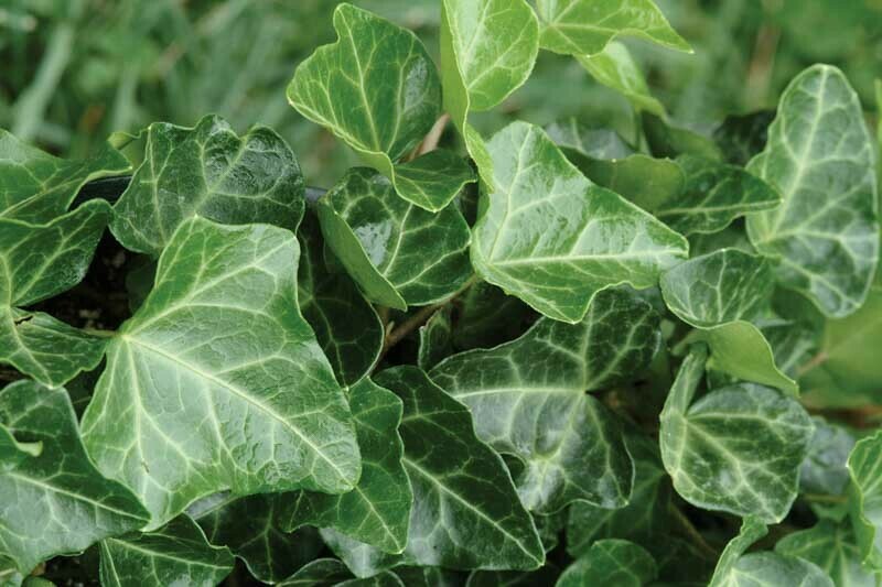 Hedera Ivy 4"