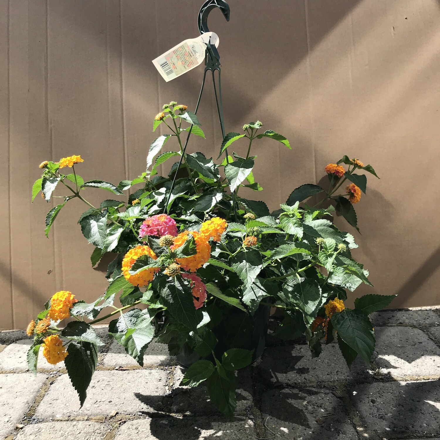 Lantana 10" Hanging Basket Assort.