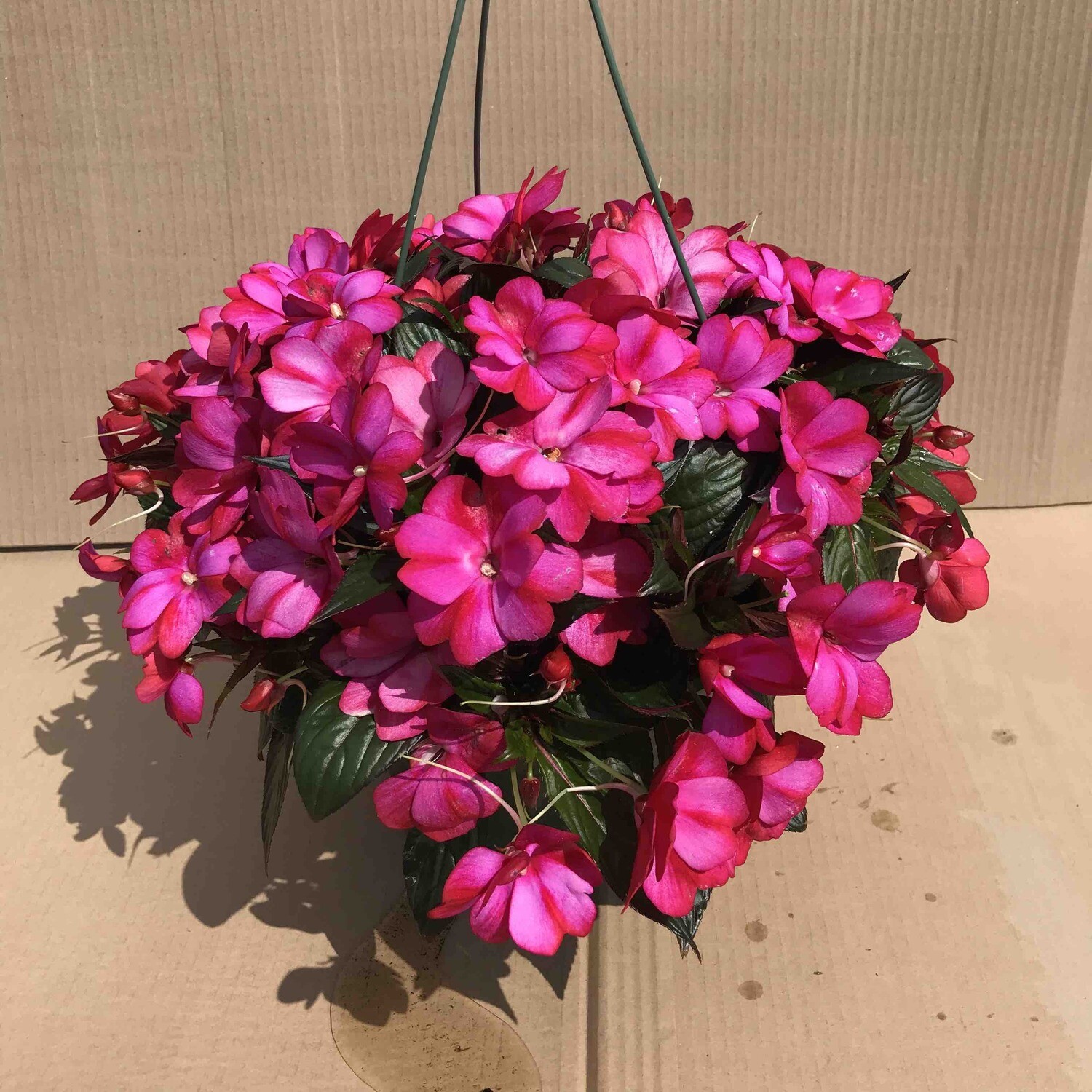 New Guinea Impatiens 10" HB