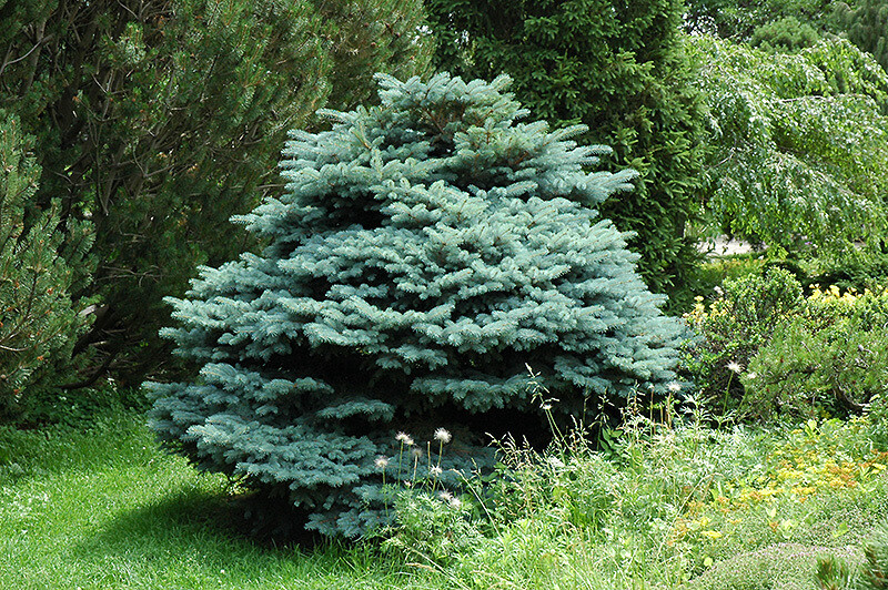 Picea 'Globe Blue Spruce' standard