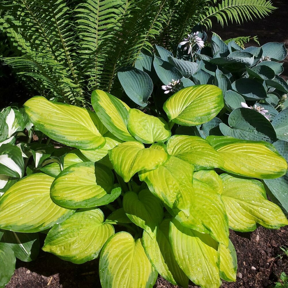 Hosta 'Stained Glass' 8"