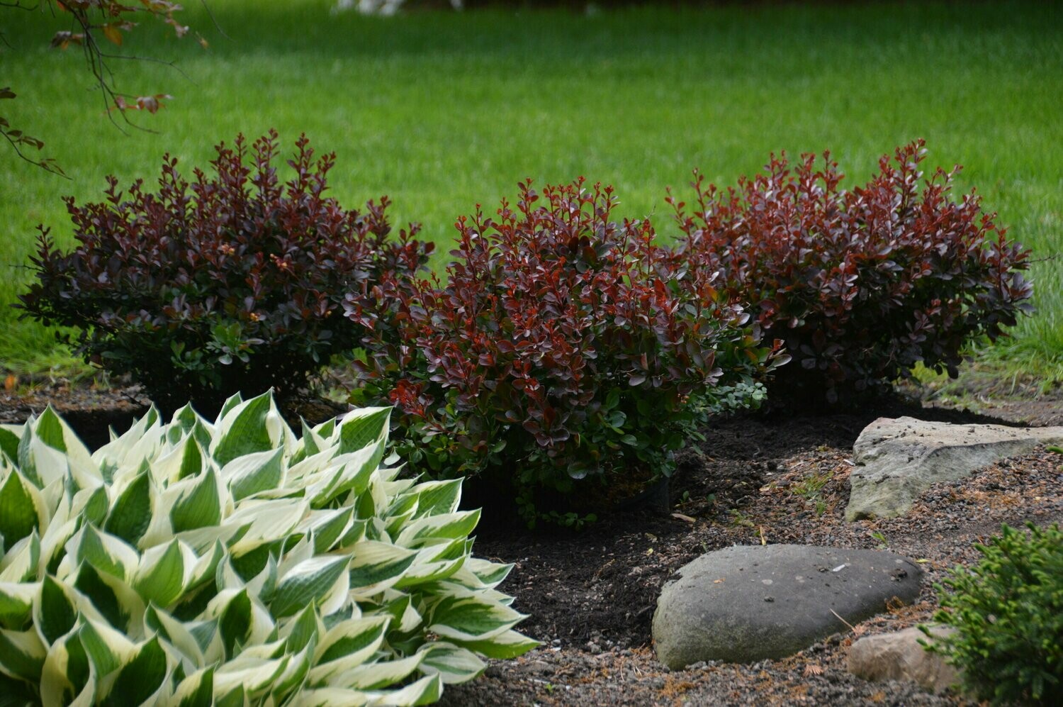 Barberry Worryfree 'Crimson Cutie' 3 gal