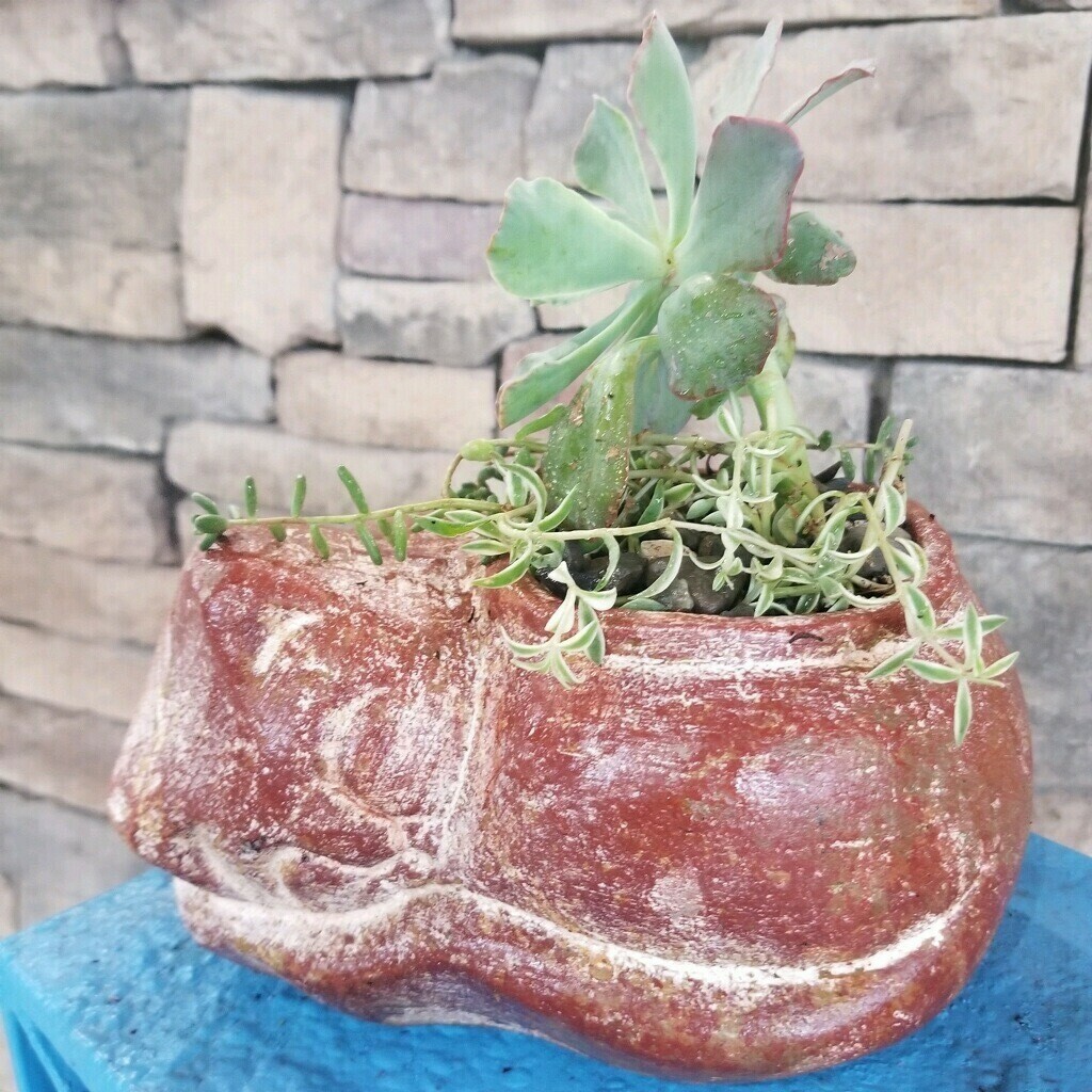 Succulent Planter