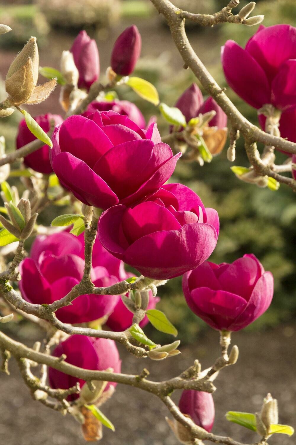 Magnolia 'Black Tulip'