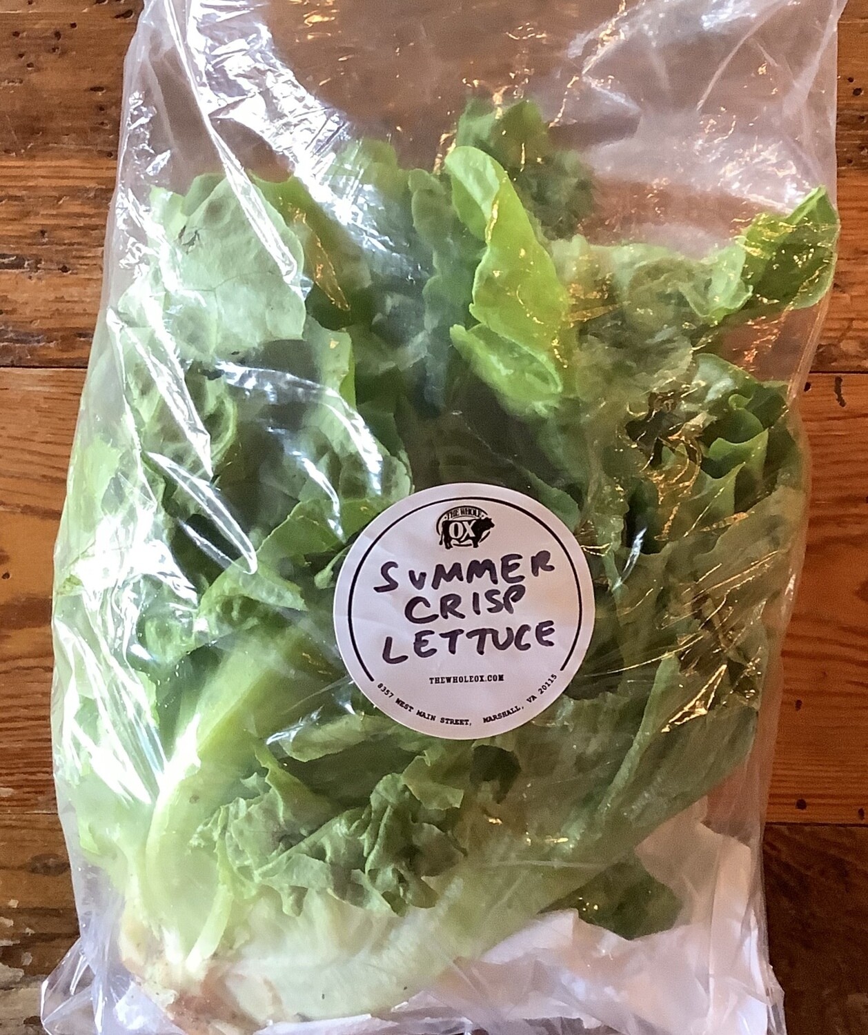 Summer Crisp Lettuce