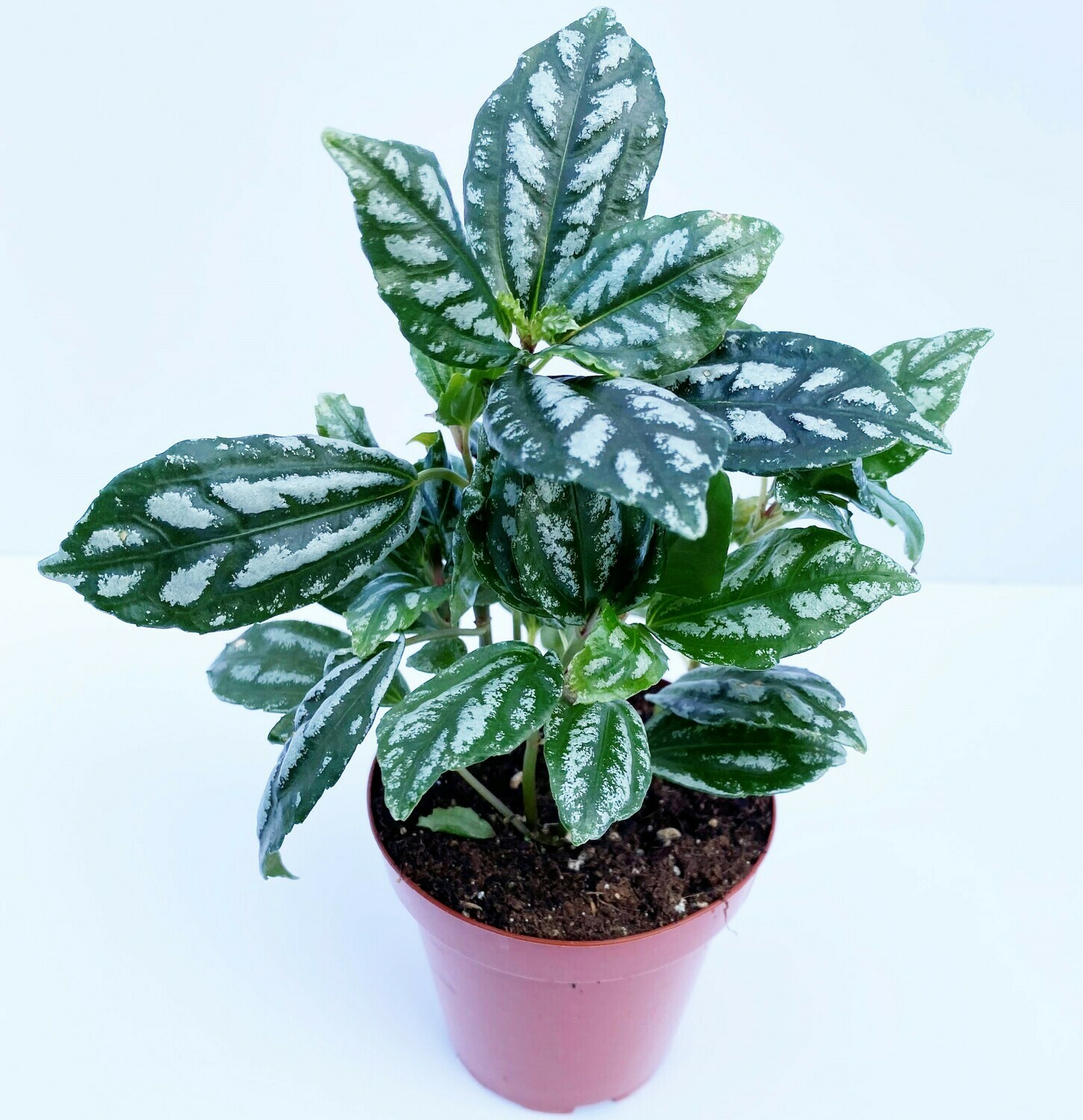 "Aluminum Plant" Pilea 4"