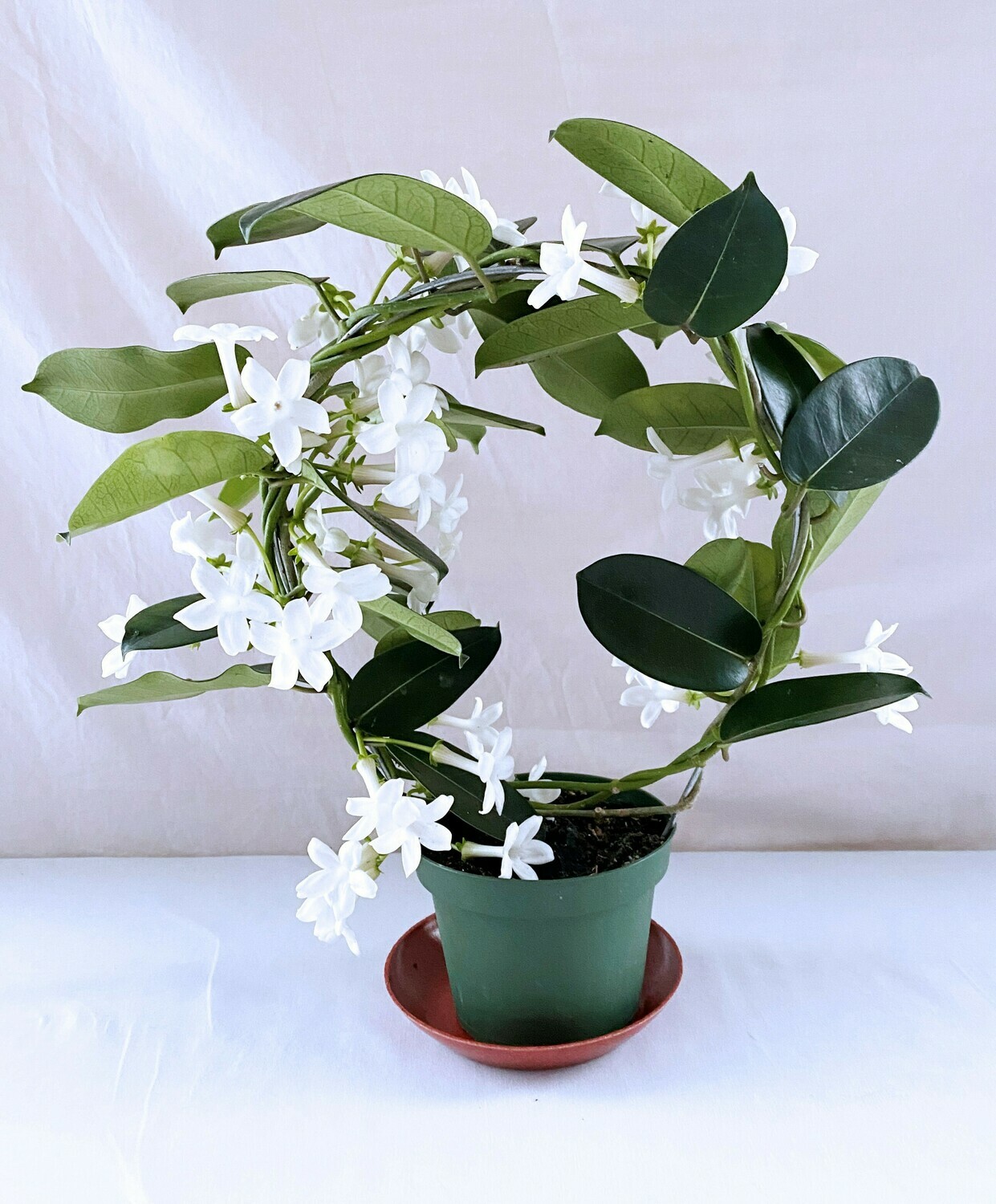 Madagascar Jasmine (Stephanotis)