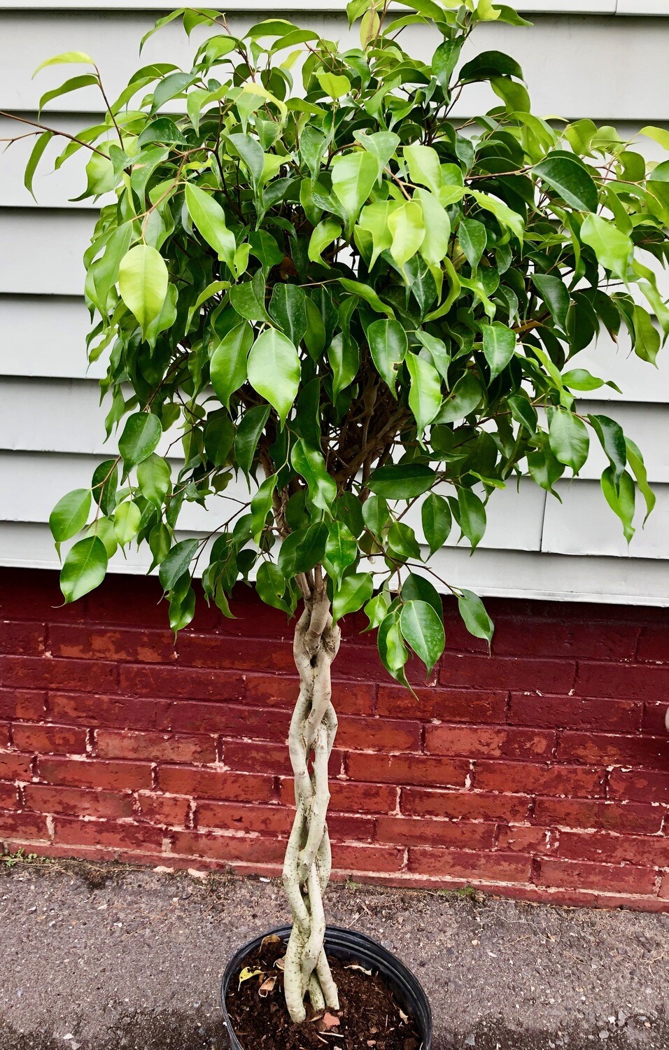 Ficus Benjamina Braid 10"