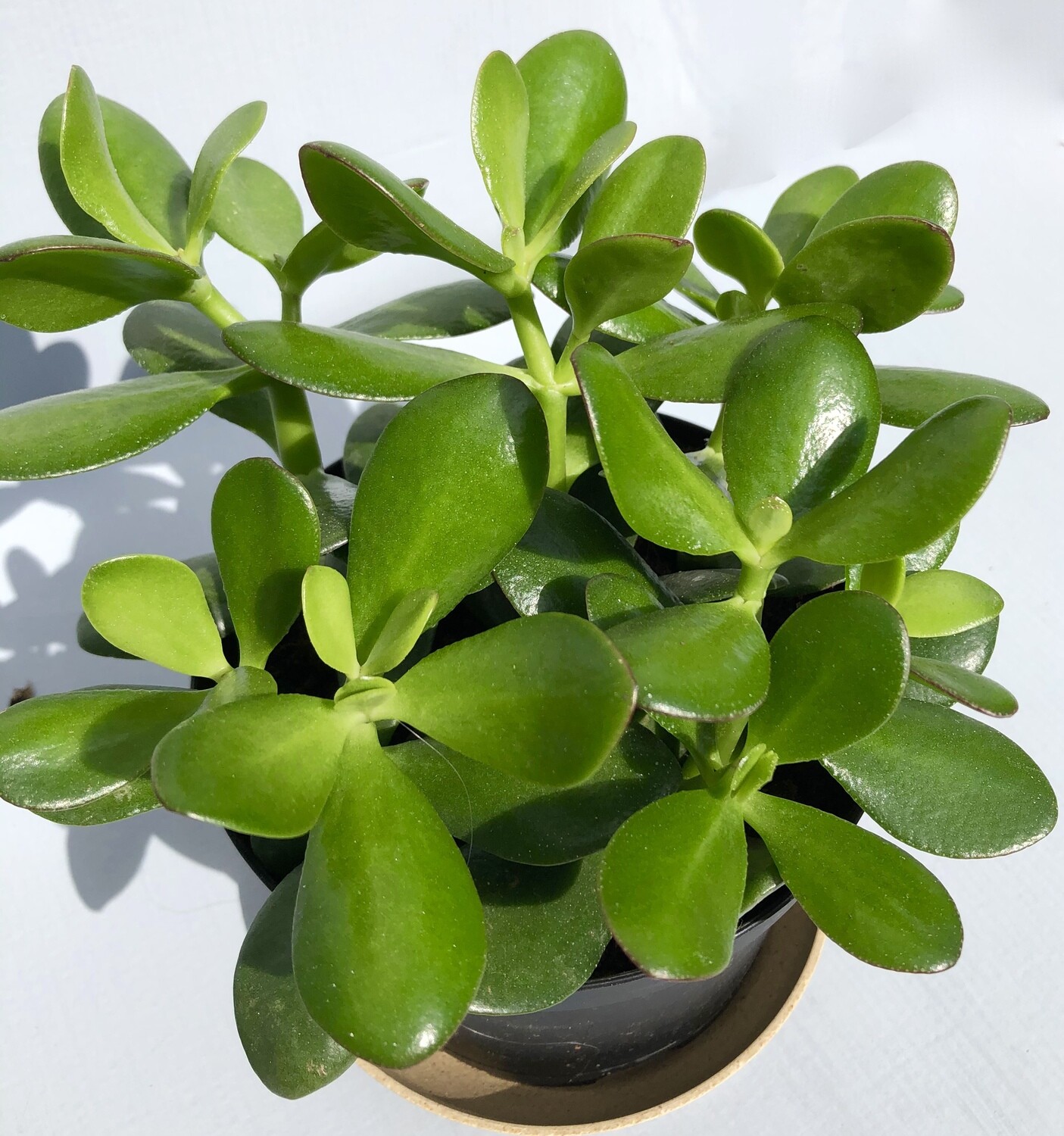 Jade Plant 6