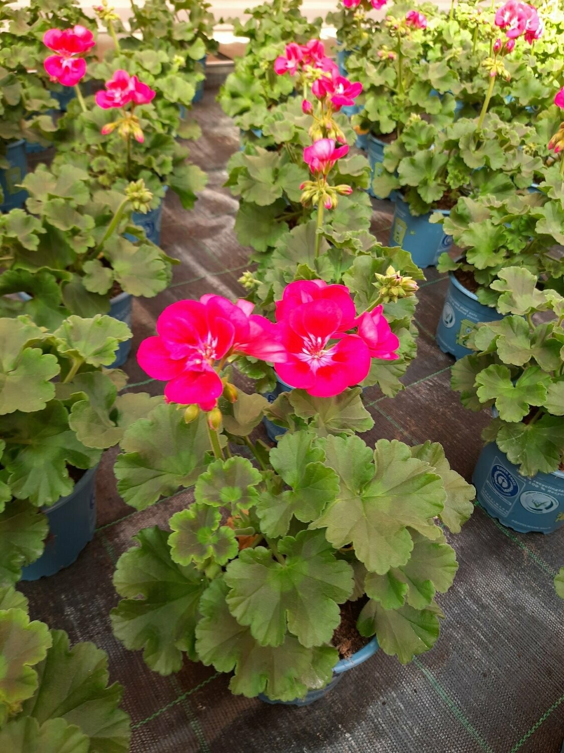 Geranie stehend verschiedene Farben