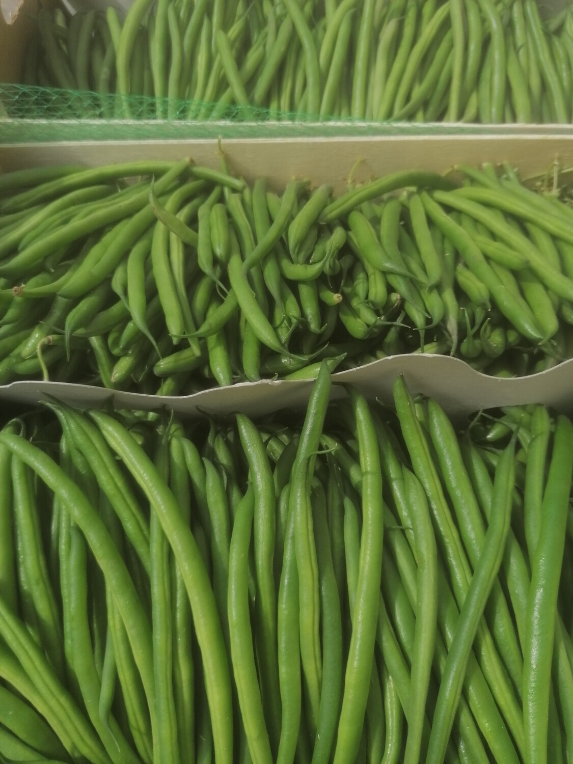Rendement Haricot Vert Par Hectare En Côte D'ivoire