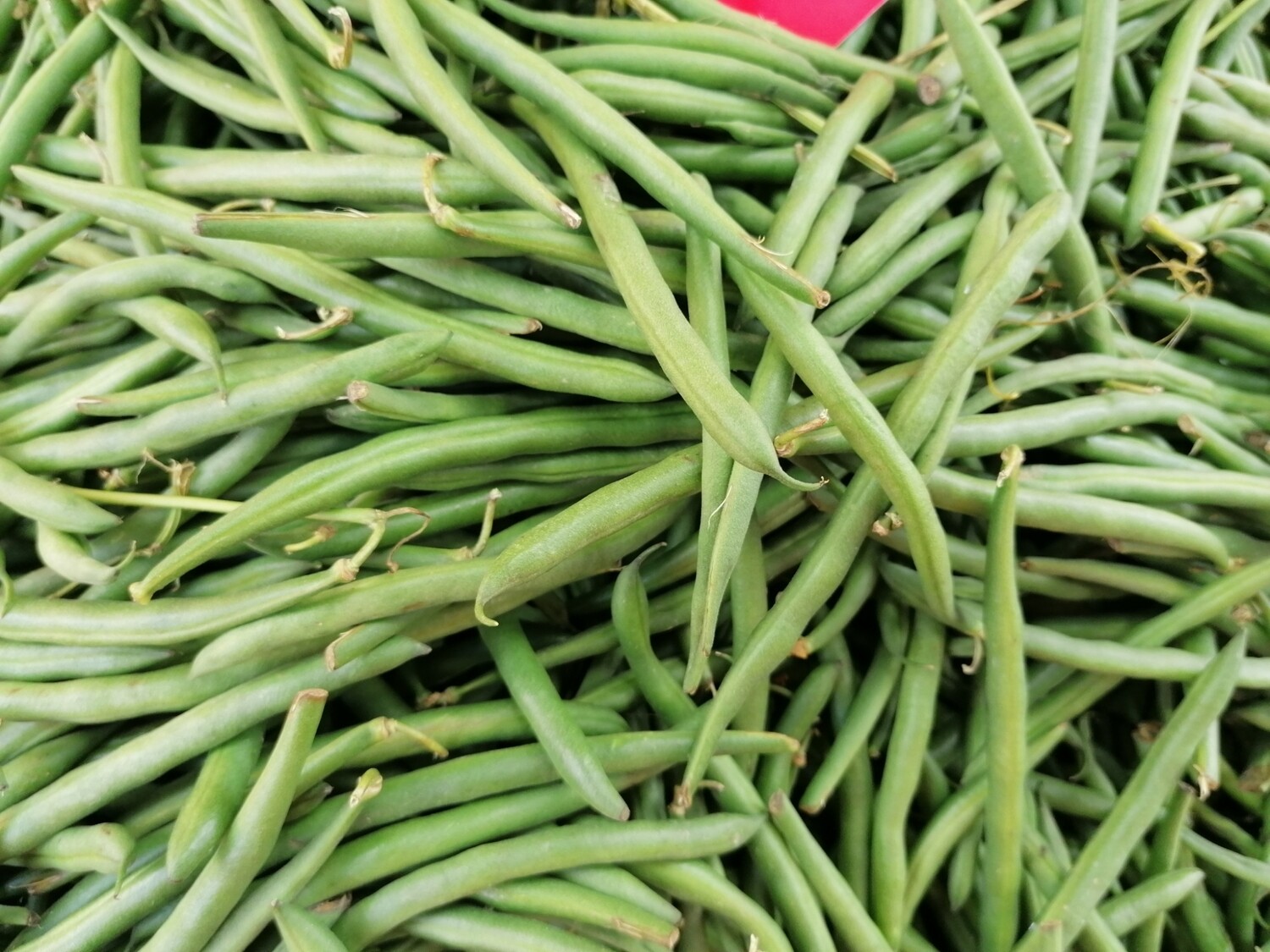 Rendement Haricot Vert Par Hectare En Côte D'ivoire