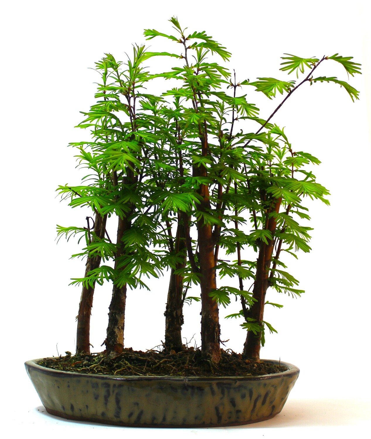Dawn Redwood (metasequoia) Forest Bonsai supplied with a free 1 to 1