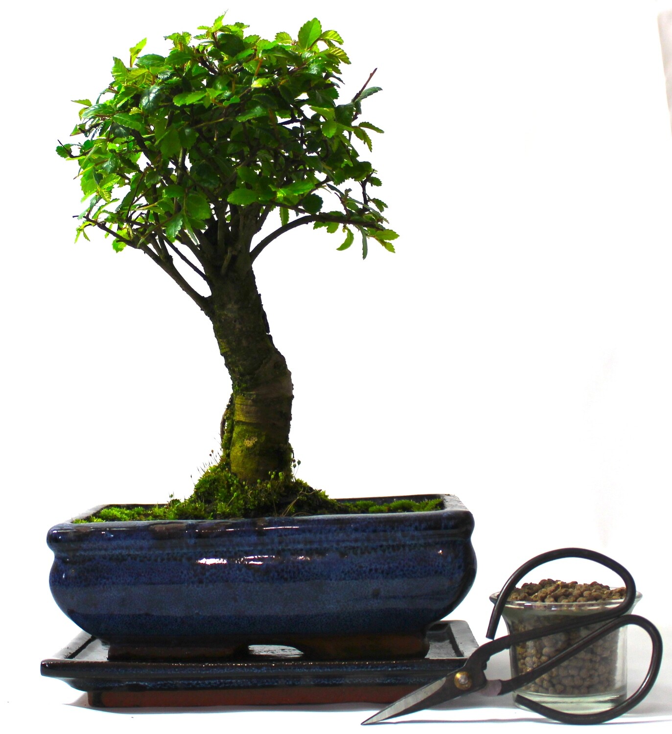 Large Chinese Elm Bonsai Tree Broom Style supplied with Care set
