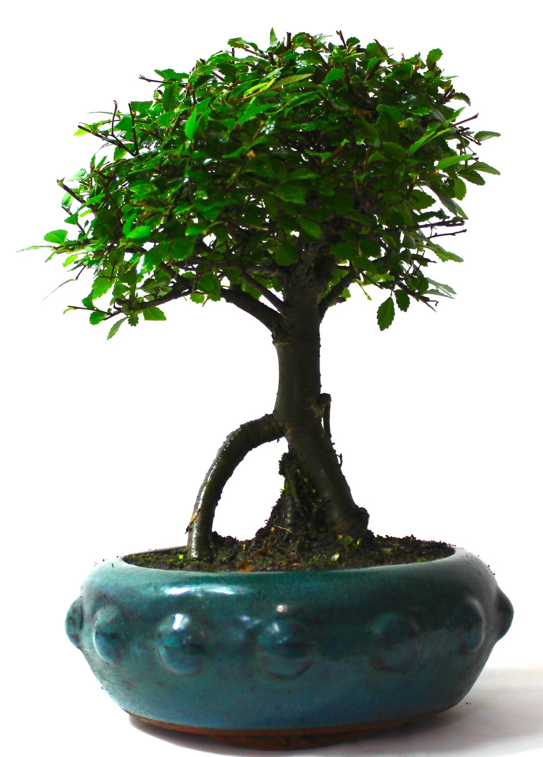 Chinese Elm Bonsai Tree Broom Neagari Style (exposed Root)