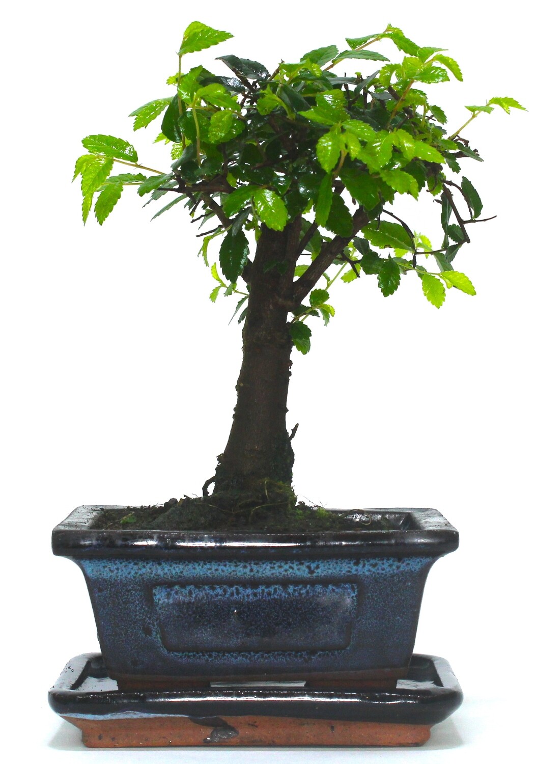 Chinese Elm Bonsai Tree Broom Style supplied with ceramic drip tray