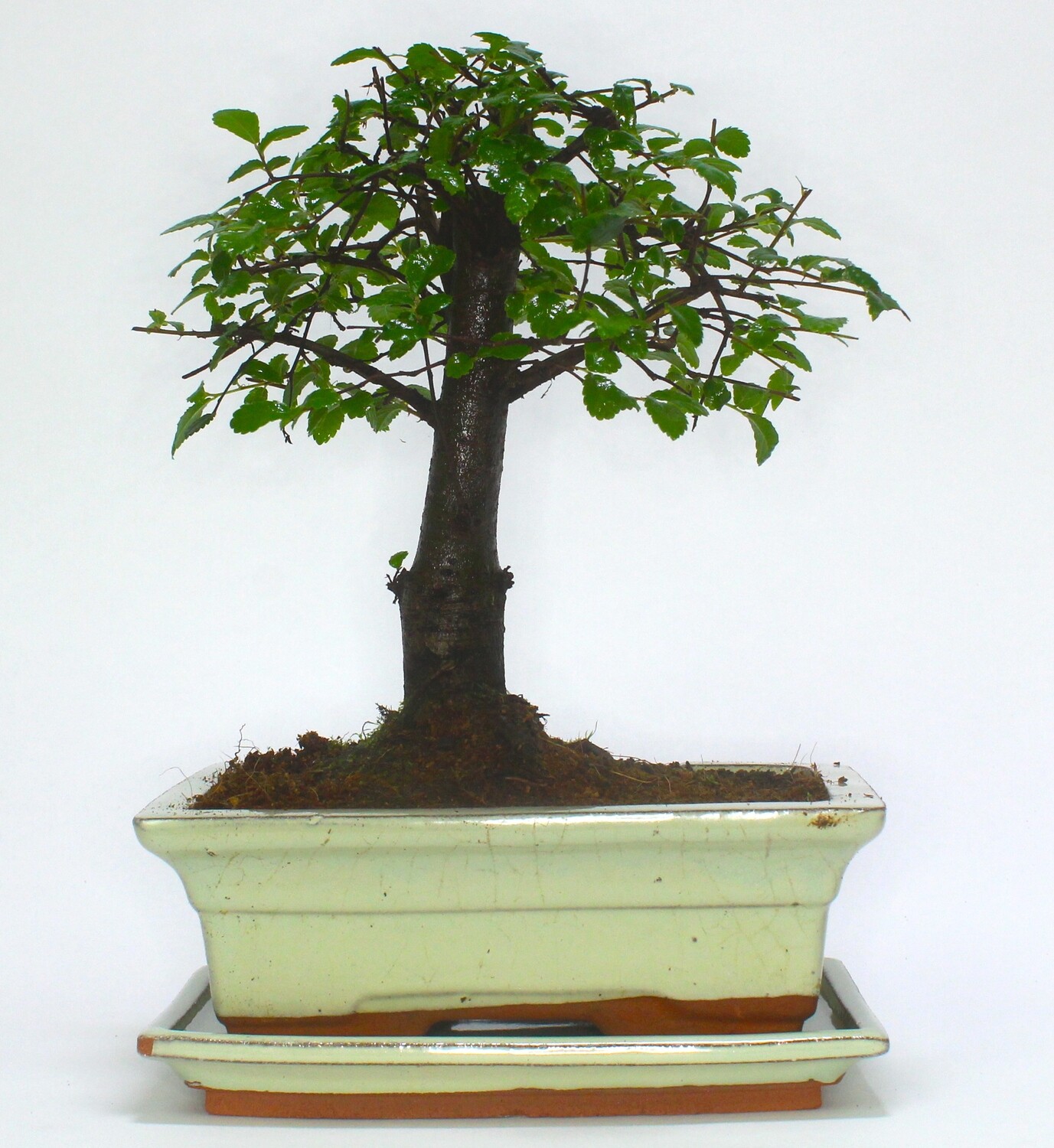 Large Chinese Elm Bonsai Tree Broom Style supplied with ceramic drip tray