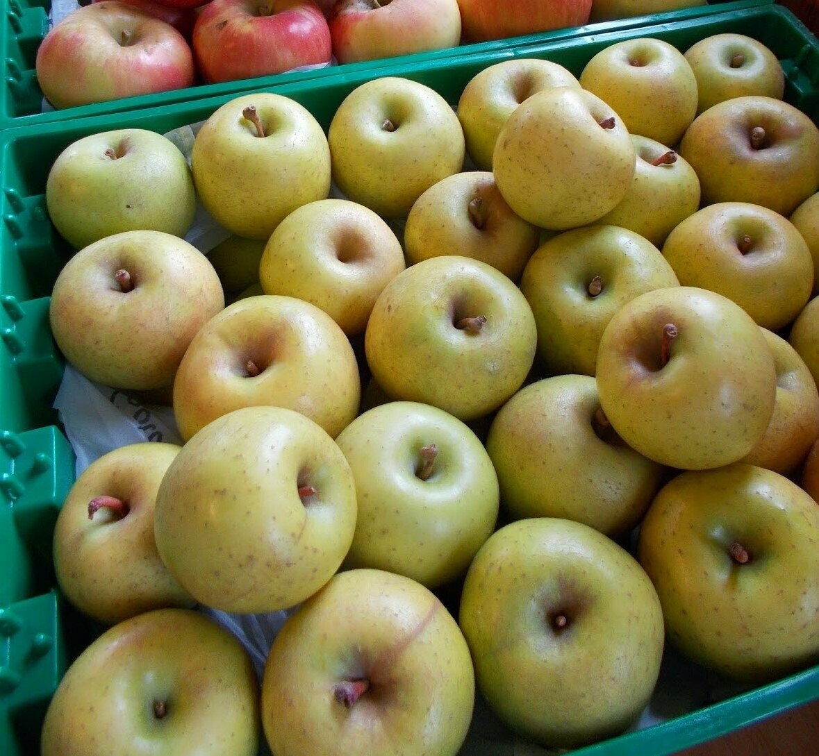 Gold Rush Apples 12 lb Box about 24 apples