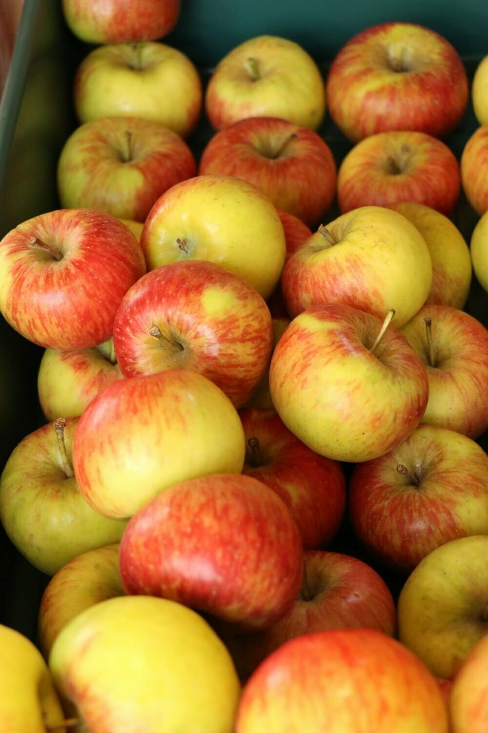 Wie Viele äpfel Sind 1 Kg Apfel Bio 1kg (Topasz)