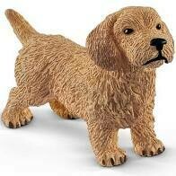 Dachshund