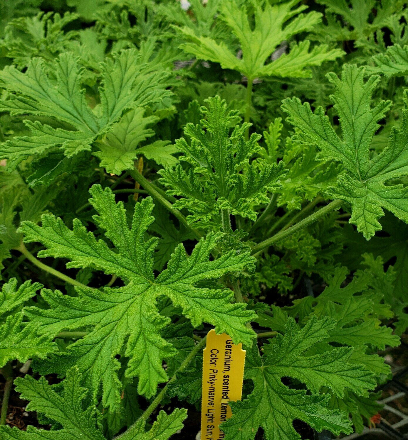Scented Geranium, Lemon Meringue