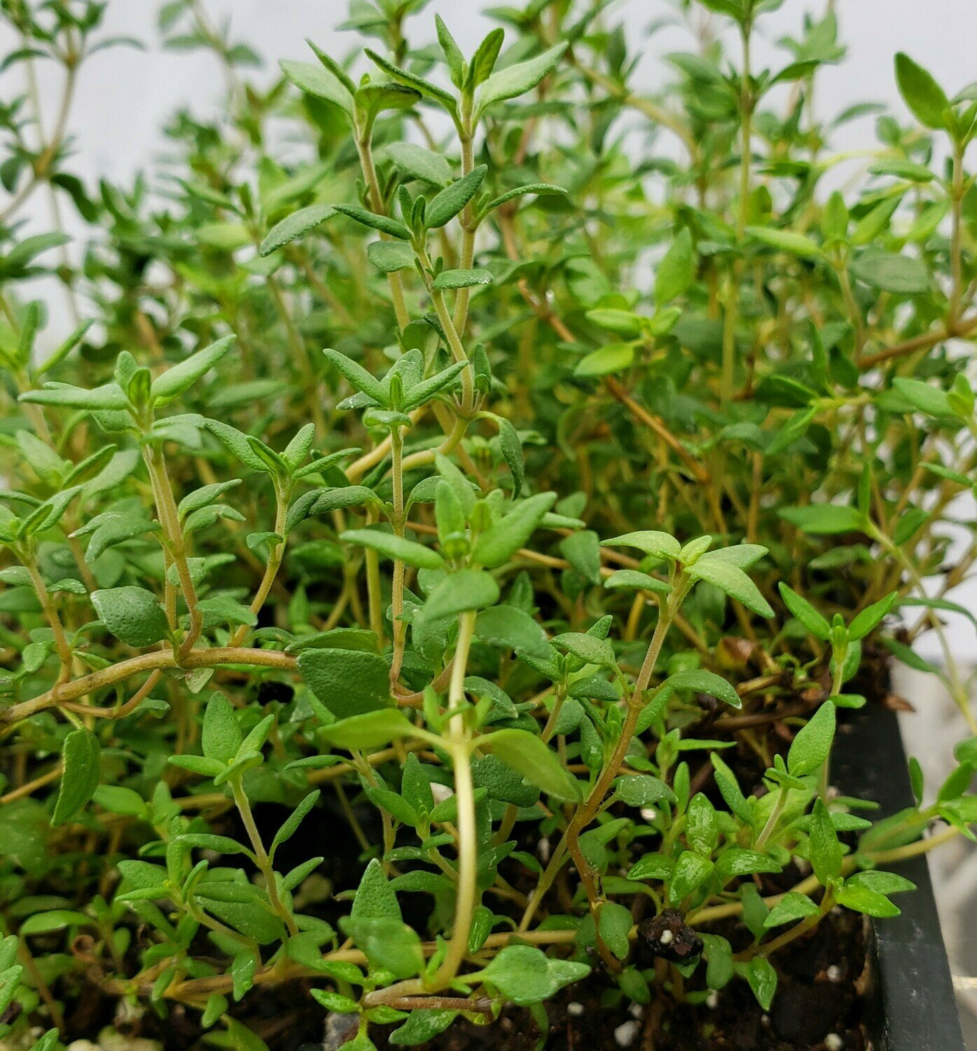 Thyme, French/Summer