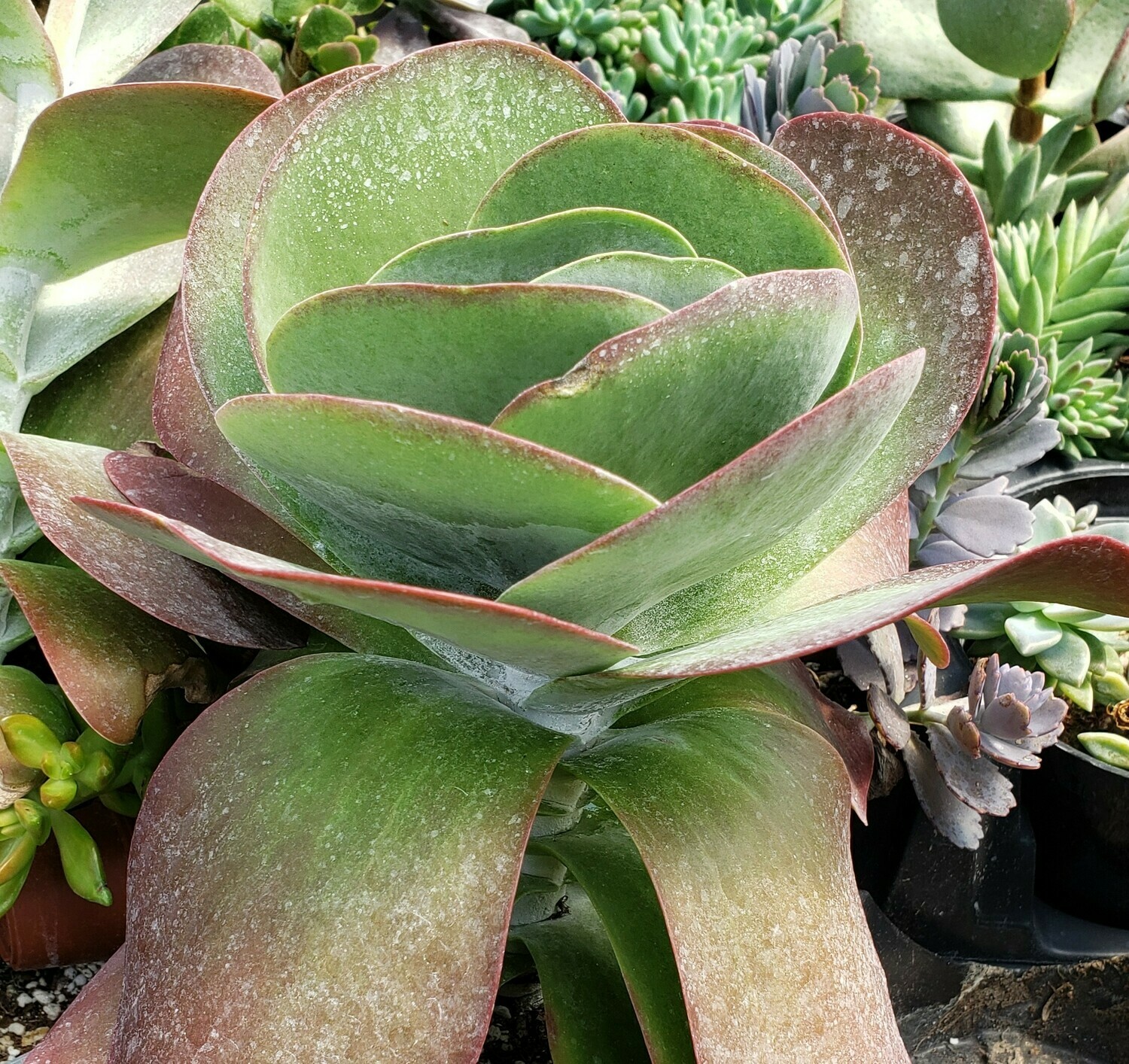 Succulent, Flapjack
