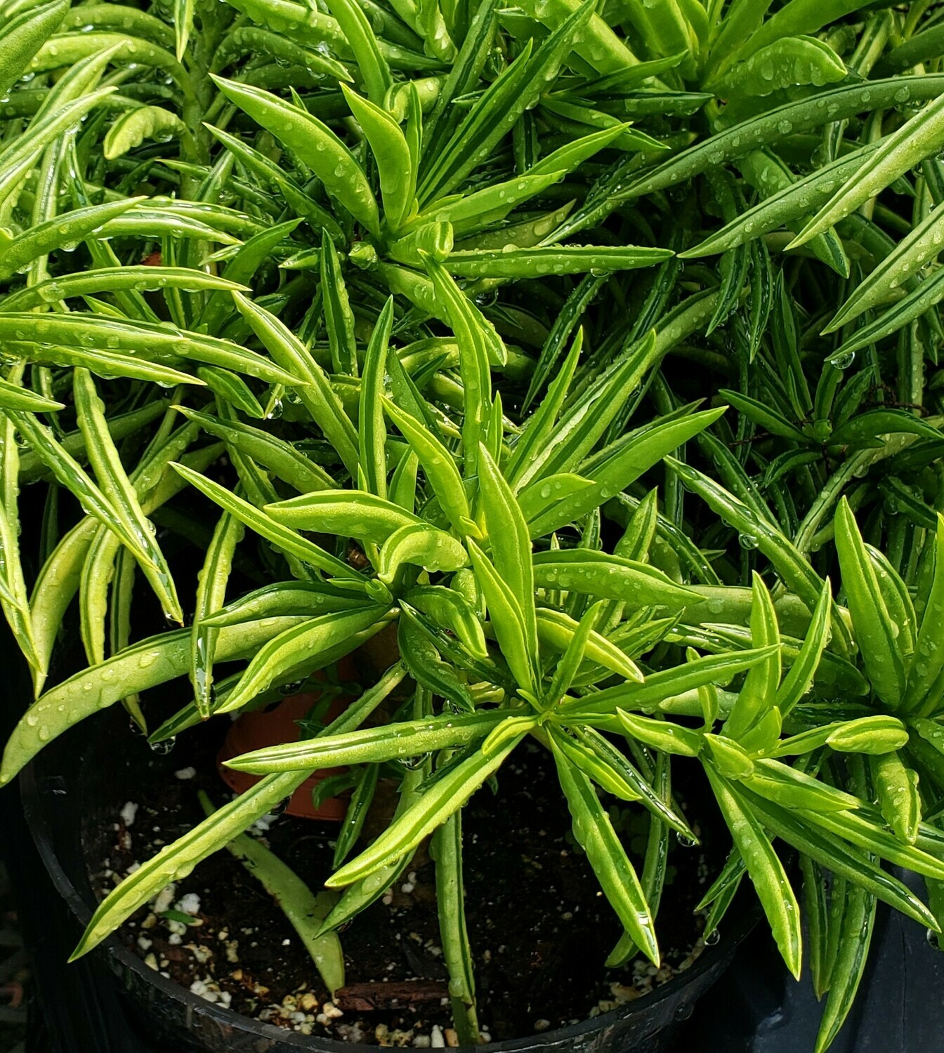 Succulent, Pincushion Peperomia