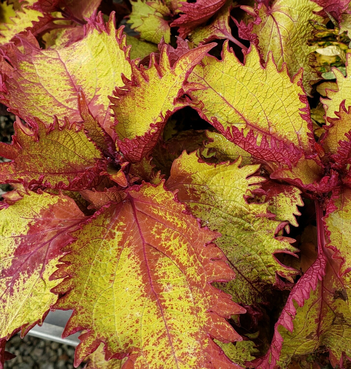 Coleus, Henna