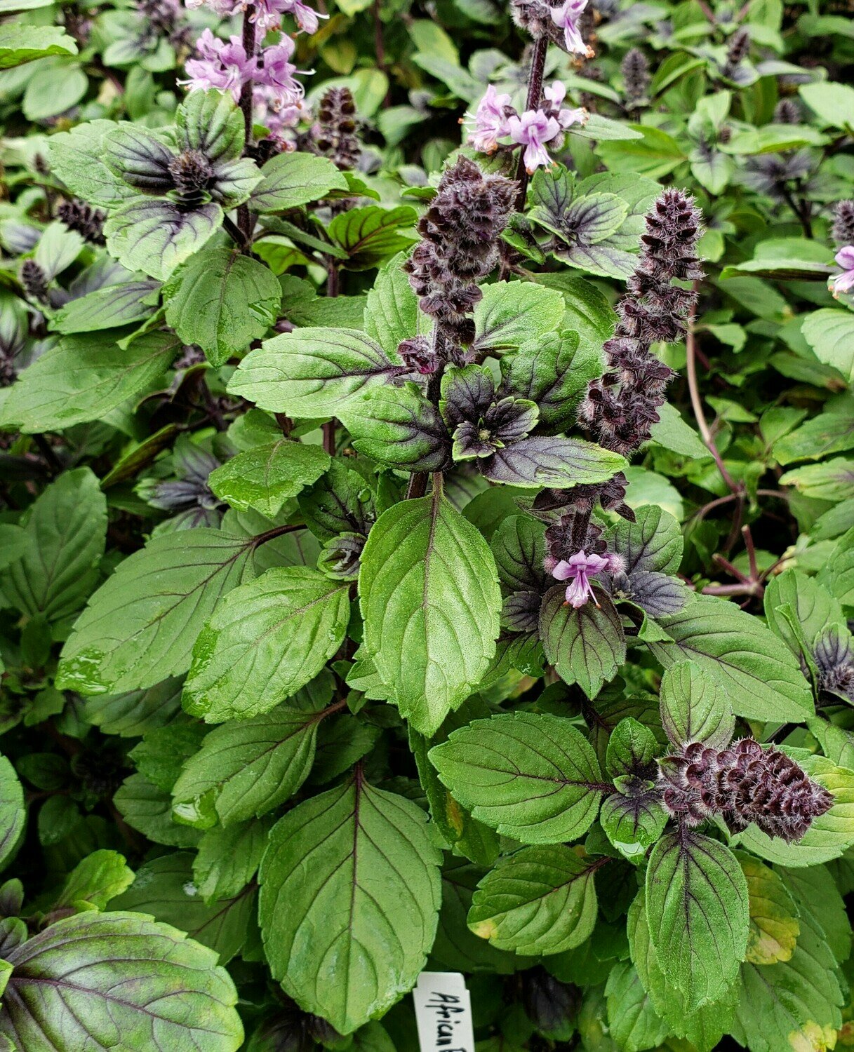 Basil, African Blue (tender perennial)