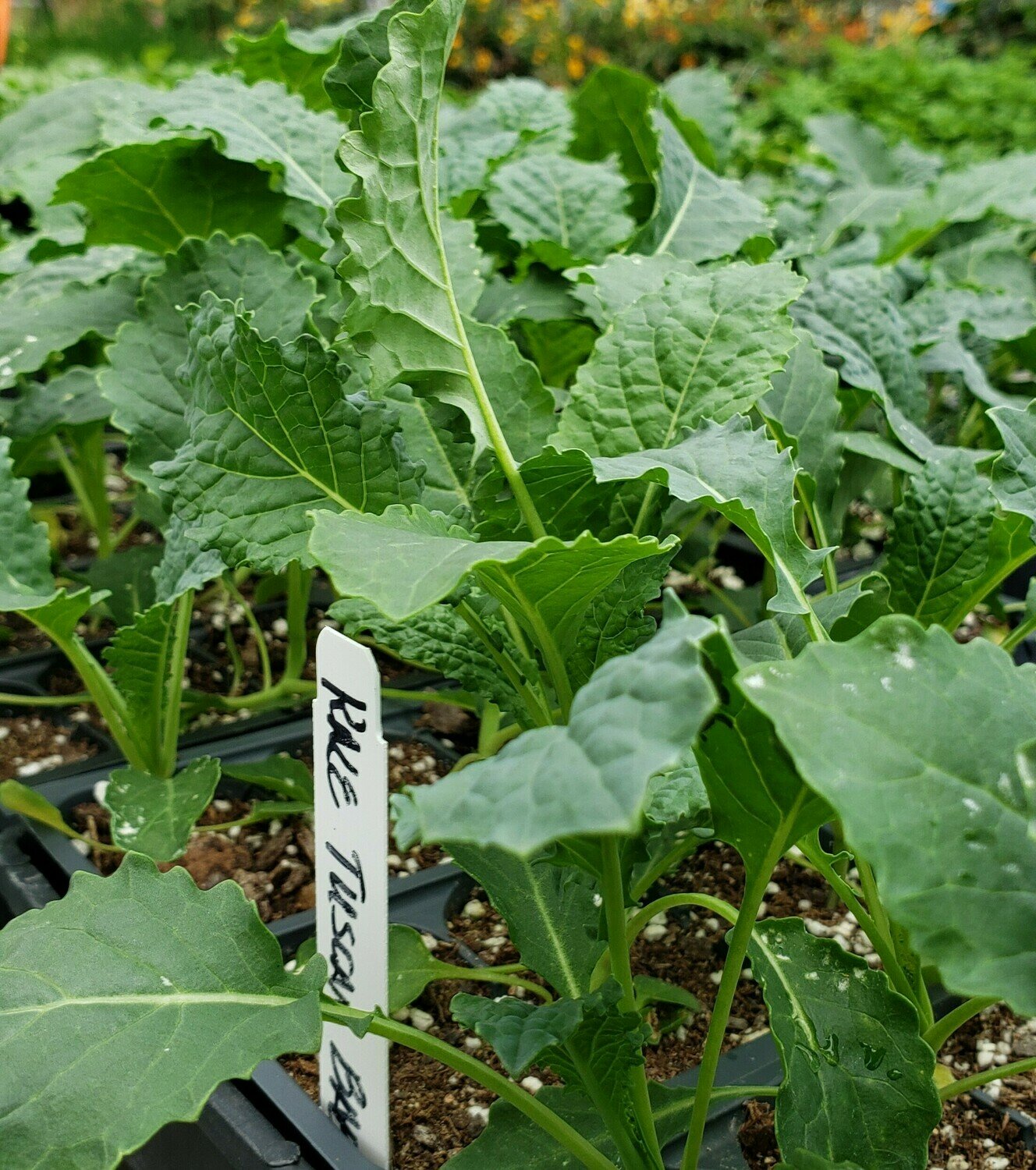 Kale, Tuscan Baby Leaf