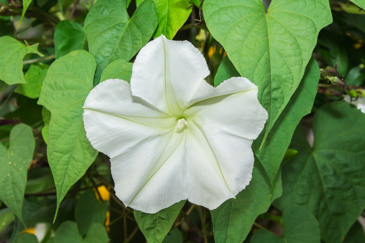 Moon Flower