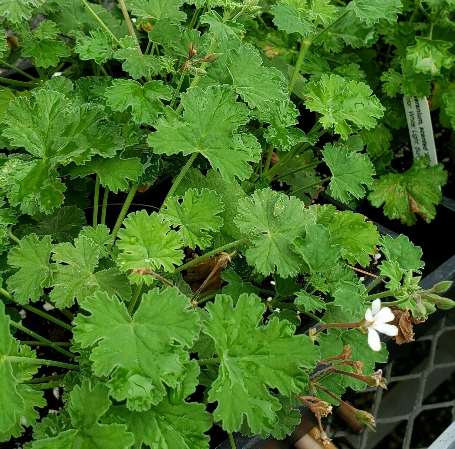 Scented Geranium, Apple Fringed