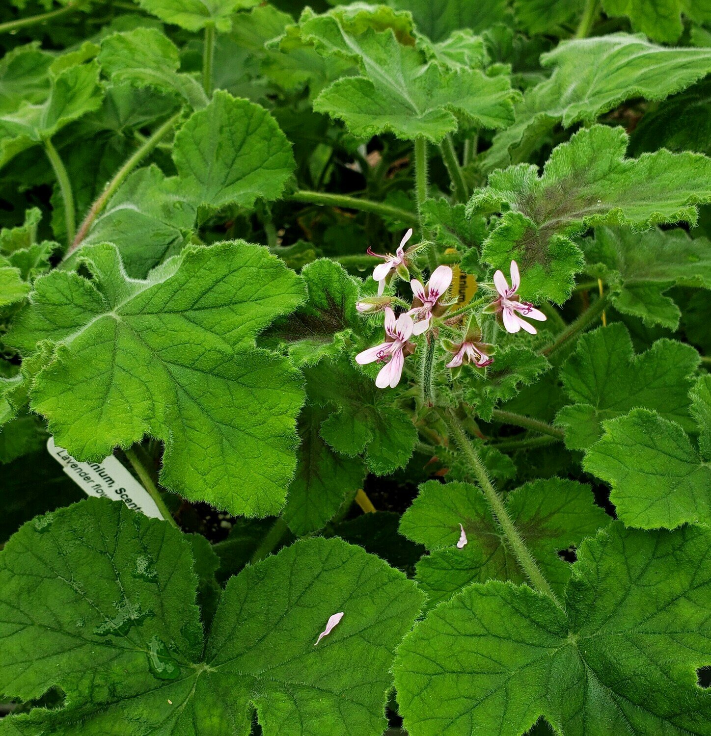 Scented Geranium, Chocolate Mint