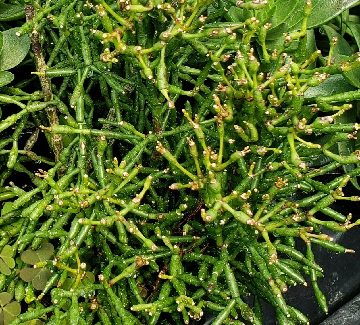 Succulent, Bottle Cactus