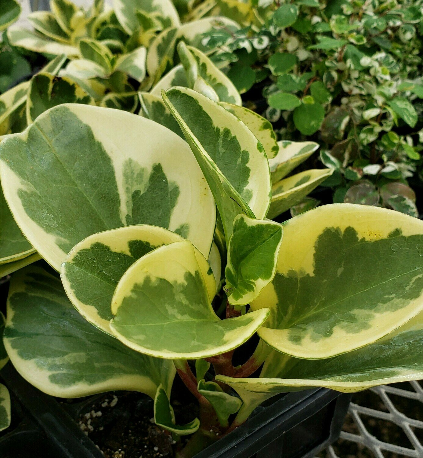 Baby Rubber Plant, Variegata
